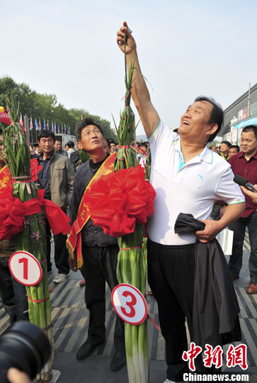 资料图:章丘大葱。中新社发 张勇 摄