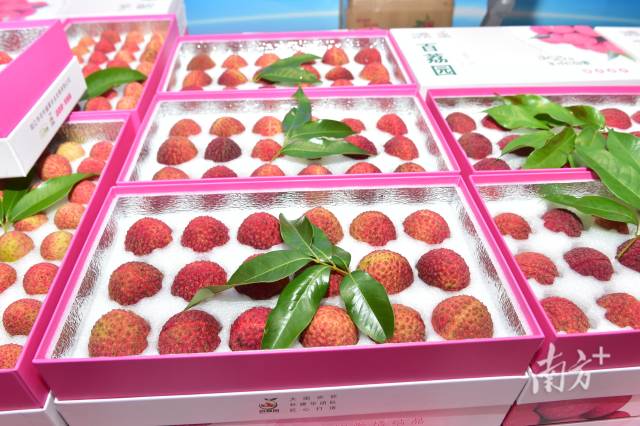 “巨美人”荔枝果大如鸡蛋，口感脆嫩无渣。阳西融媒供图